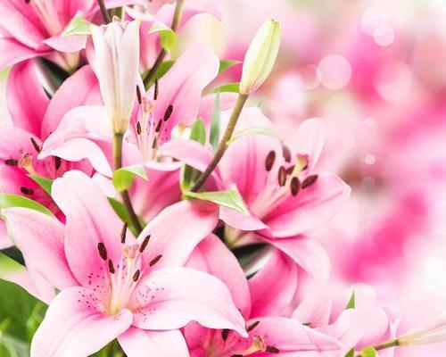 代表信教的花语含义是什么？如何正确理解？