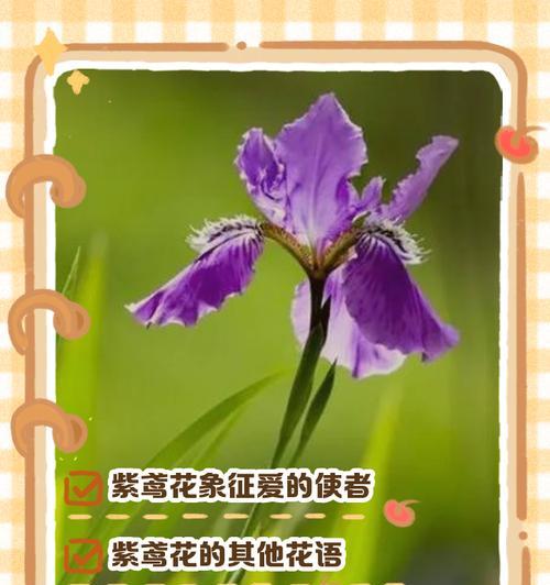 花语搭配大全中哪些花寓意最特别？