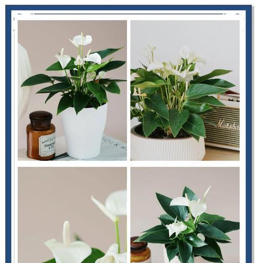 白鹤芋叶子蔫了是什么原因？如何恢复？