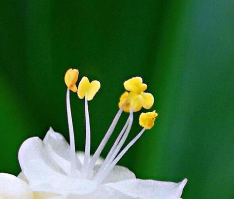 杜若的花语是什么意思？杜若代表了哪些寓意？