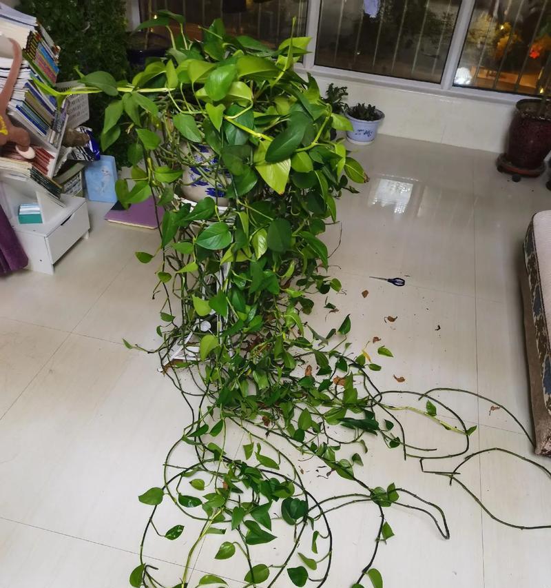 绿萝如何修剪才能更美观？