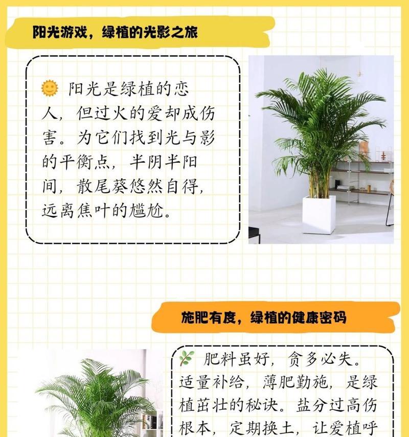 散尾葵怎么分株？分株后的养护方法是什么？