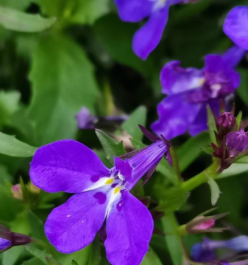 翠蝶花的花语代表了什么？