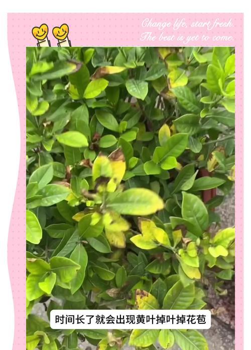 栀子花长蚜虫了怎么办？如何有效防治栀子花上的蚜虫？