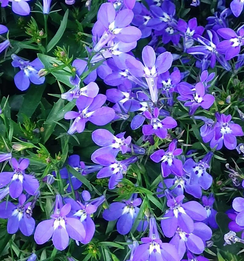 翠蝶花的花语代表了什么？