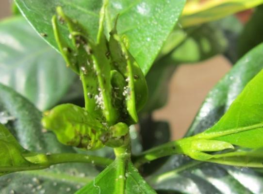 栀子花长蚜虫了怎么办？如何有效防治栀子花上的蚜虫？
