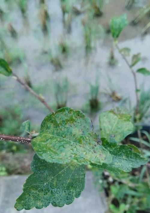 栀子花长蚜虫了怎么办？如何有效防治栀子花上的蚜虫？