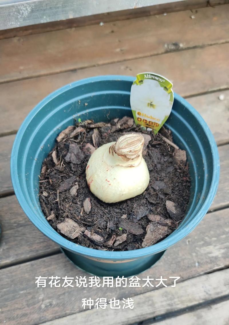 花盆换土的正确步骤是什么？