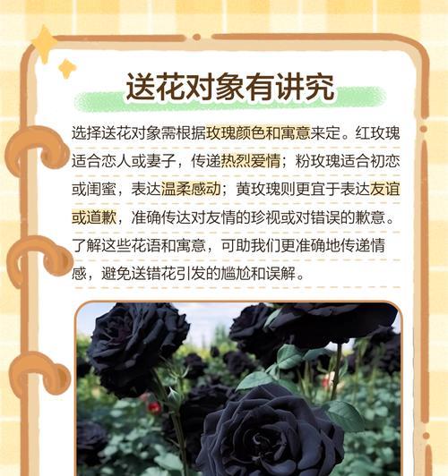 黑色粉红色玫瑰花代表什么？这种花语有何寓意？