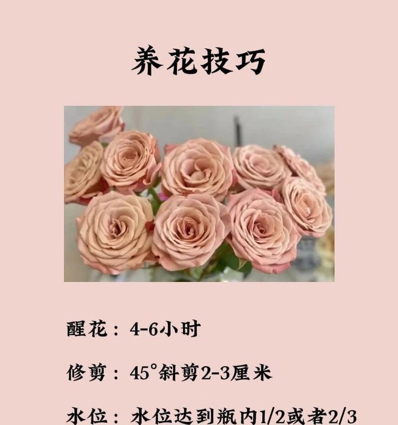 黑色粉红色玫瑰花代表什么？这种花语有何寓意？