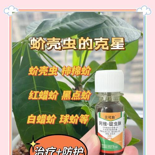 家中发现蚧壳虫怎么办？有效消灭蚧壳虫的方法是什么？