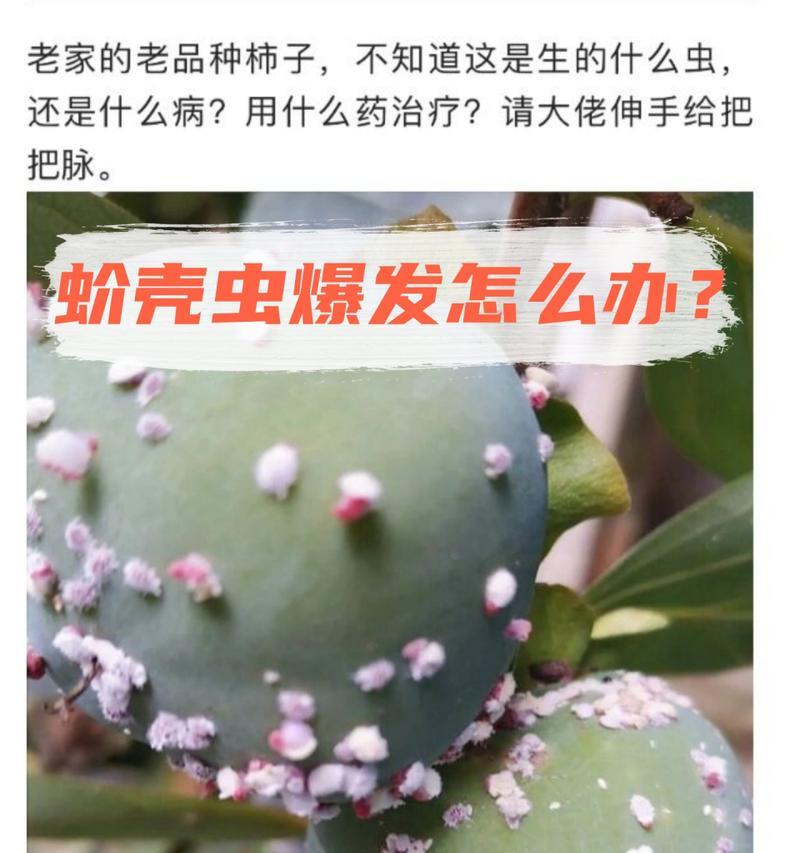 家中发现蚧壳虫怎么办？有效消灭蚧壳虫的方法是什么？
