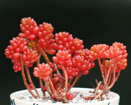 龙骨多肉的花语和寓意是什么？它在植物中代表了什么？