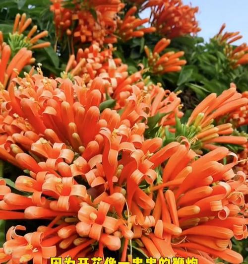 炮仗花扦插的正确方法是什么？炮仗花如何进行扦插？