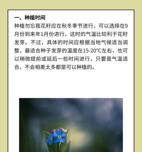 勿忘我的花语和种植要点是什么？