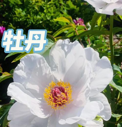 牧丹花语象征什么？它的寓意有哪些？