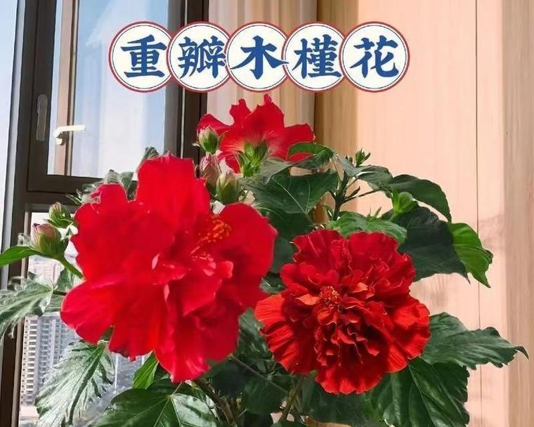 木槿花如何繁殖？木槿花的繁殖方法有哪些？