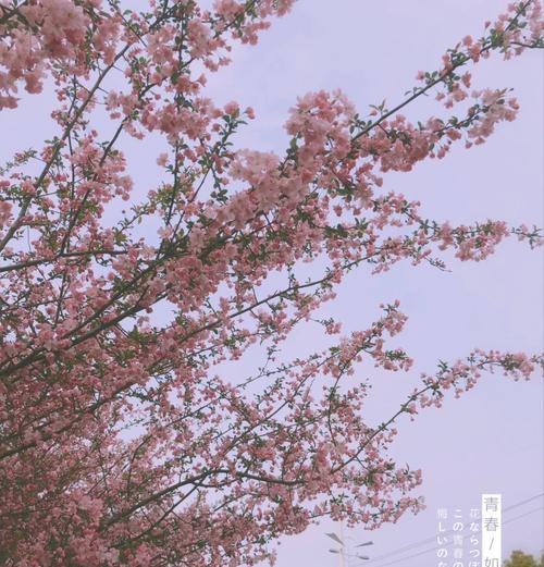 雨中海棠花的花语是什么？海棠花在雨中有什么特别的含义？