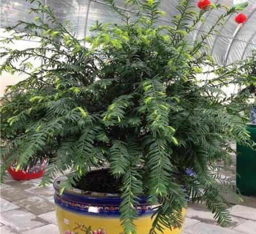 北方适合种什么盆景比较好？哪些盆景耐寒易活？