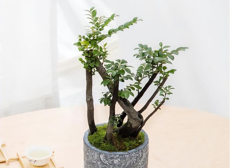 北方适合种什么盆景比较好？哪些盆景耐寒易活？