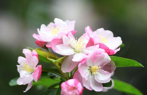 雨中海棠花的花语是什么？海棠花在雨中有什么特别的含义？