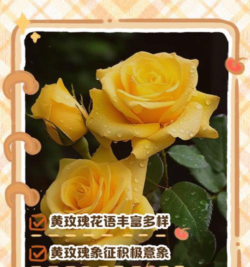 什么颜色的玫瑰花代表什么啊？不同颜色玫瑰的花语有何不同？