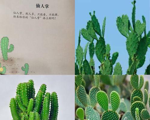 仙人掌有哪些常见种类？它们各自的特点是什么？
