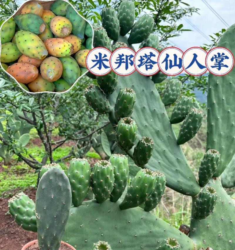 仙人掌有哪些常见种类？它们各自的特点是什么？