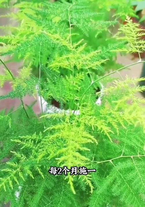 文竹需要什么肥料？如何正确施肥以促进生长？