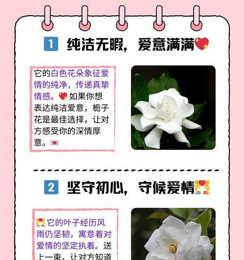 代表友谊的花语有哪些？