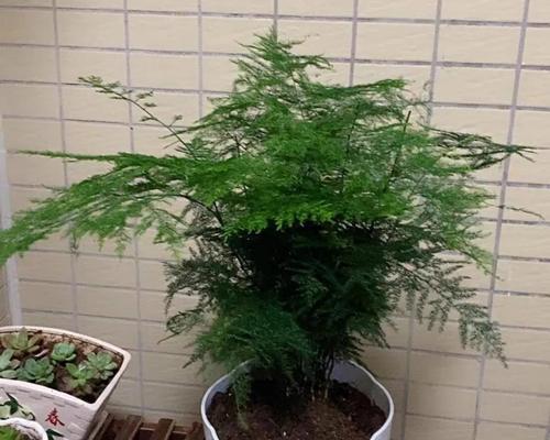 文竹需要什么肥料？如何正确施肥以促进生长？