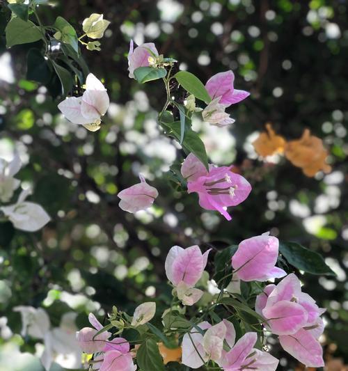 江门市花是什么？江门市花有哪些特点？