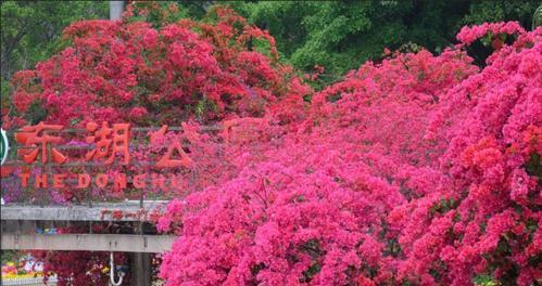 江门市花是什么？江门市花有哪些特点？