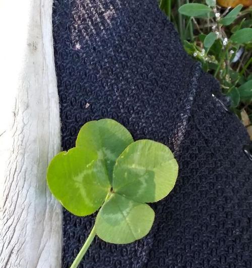 幸运草的养殖方法有哪些？如何保持幸运草的健康生长？