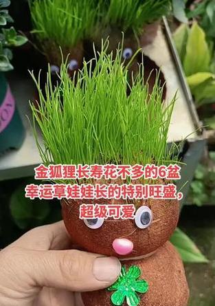 幸运草的养殖方法有哪些？如何保持幸运草的健康生长？