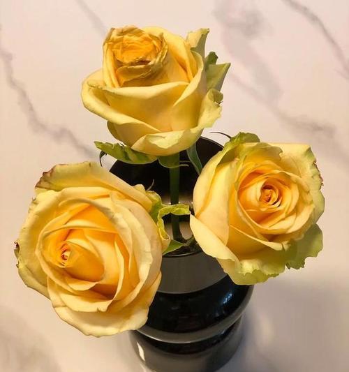香槟橙色花的花语寓意是什么？