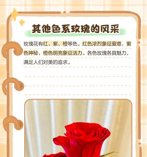 玫瑰花种类繁多，它们各自代表什么意义？