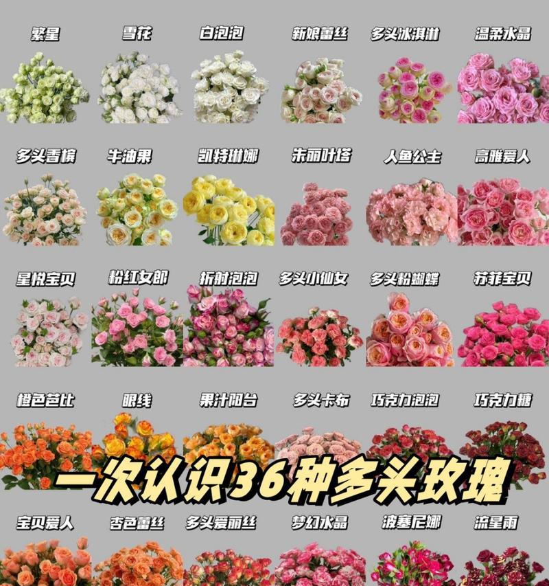 玫瑰花种类繁多，它们各自代表什么意义？