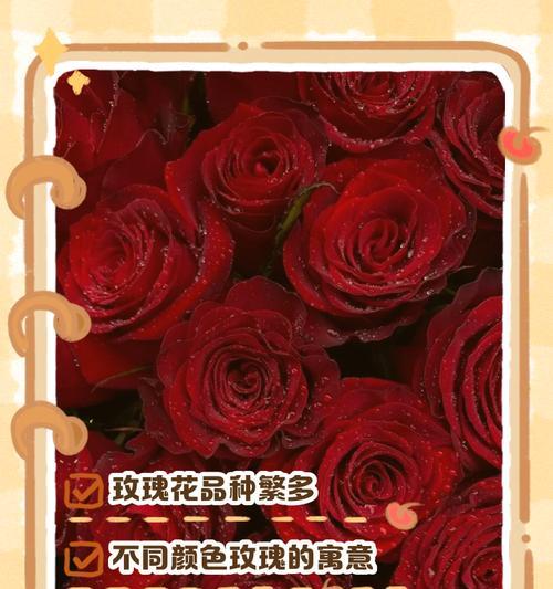 玫瑰花种类繁多，它们各自代表什么意义？