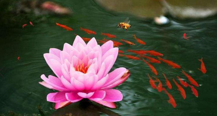 虎竹的寓意和花语是什么？它在植物界中象征着什么？