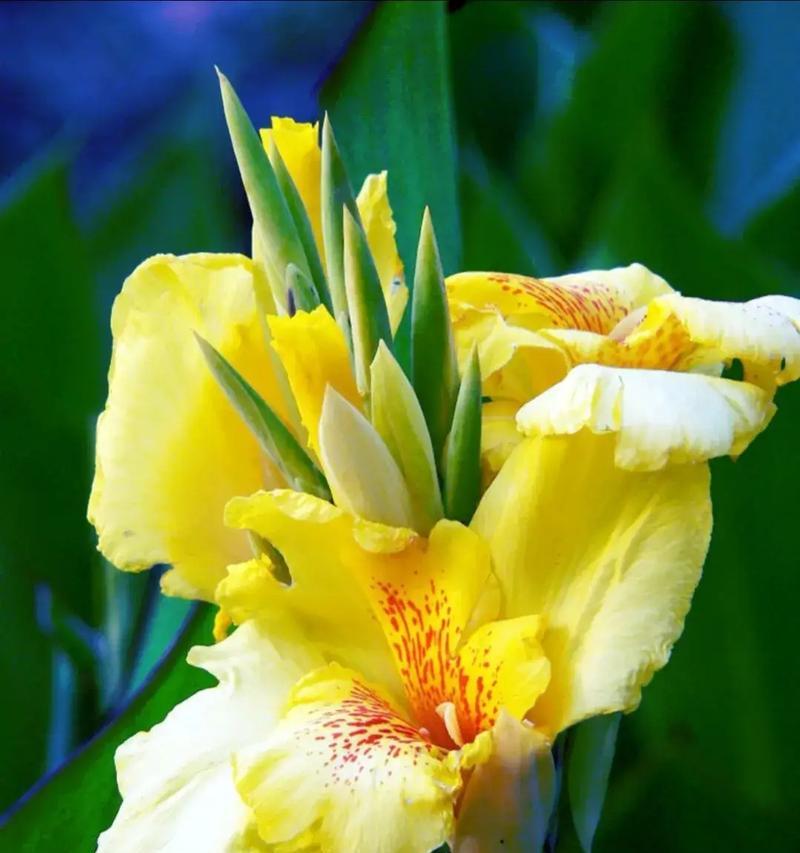 煤气花象征着什么？花语有何深意？