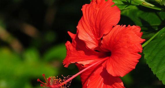 煤气花象征着什么？花语有何深意？