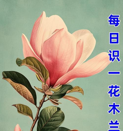 复制春天的花语有何含义？春天的花语代表了什么？