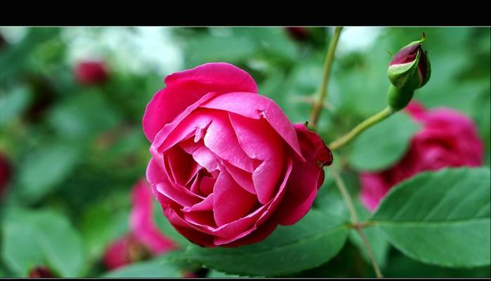 月季花语的起源是什么？它代表了哪些传统意义？