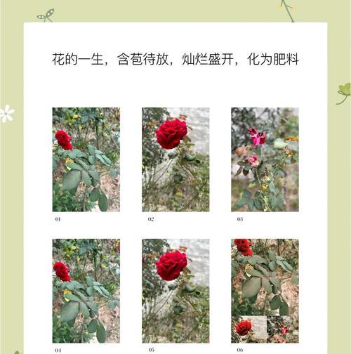 月季花语的起源是什么？它代表了哪些传统意义？