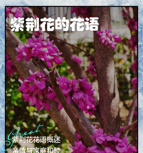 你能识别这种花并告诉我它的花语吗？