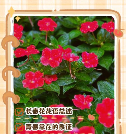 你能识别这种花并告诉我它的花语吗？