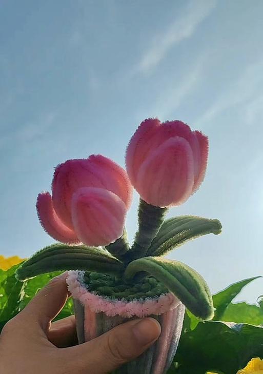 郁金香扭扭棒的花语是什么？它在花语中代表什么？