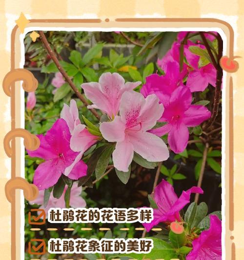 什么花名字好听的花语是死亡？这种花的名字和花语有何关联？