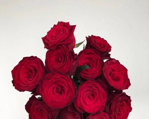 34朵玫瑰花的特殊含义是什么？